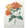 Image 2 : After Pierre-Jospeh Redoute, Floral Print, #75 Lychnide a grandes fleurs ( Lychnide-Silene )