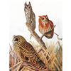 Image 1 : 1936 Pearson Birds, #55 Owls ( Screech, Short-Eared )