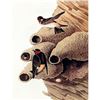 Image 1 : c1946 Audubon Print, #68 Cliff Swallow