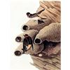 Image 2 : c1946 Audubon Print, #68 Cliff Swallow