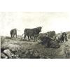 Image 1 : Early 1900's Half Tone Prints, Cattle Scenes