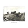 Image 2 : Early 1900's Half Tone Prints, Cattle Scenes