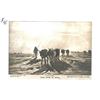 Image 3 : Early 1900's Half Tone Prints, Cattle Scenes
