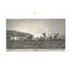 Image 4 : Early 1900's Half Tone Prints, Cattle Scenes