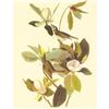 Image 1 : c1946 Audubon Print, #118 Warbling Vireo