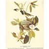 Image 2 : c1946 Audubon Print, #118 Warbling Vireo