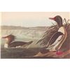 Image 1 : c1946 Audubon Print, #331 American Merganser