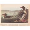 Image 2 : c1946 Audubon Print, #331 American Merganser