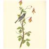 Image 1 : c1950 Audubon Print, Black Throated Blue Warbler