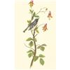 Image 2 : c1950 Audubon Print, Black Throated Blue Warbler