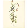 Image 3 : c1950 Audubon Print, Black Throated Blue Warbler
