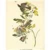 Image 2 : c1946 Audubon Print, #144 Arcadian Flycatcher