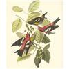 Image 1 : c1950 Audubon Print, White-Winged Crossbill