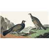 Image 1 : c1946 Audubon Print, # 361 Ducky Grouse