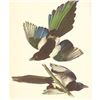 Image 1 : c1950 Audubon Print, American Magpie