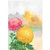 Image 1 : 1920's Chrysanthemum Color Lithograph Print