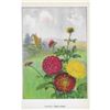 Image 2 : 1920's Dahlia Color Lithograph Print