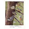 Image 2 : 1936 Pearson Birds, Chickadee, Nuthatch