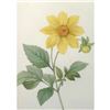 Image 1 : After Pierre-Jospeh Redoute, Floral Print, #29 Dalhia simple