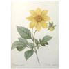 Image 2 : After Pierre-Jospeh Redoute, Floral Print, #29 Dalhia simple