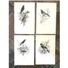 Image 1 : Group of Early 1900's Half Tone Prints, Birds on Branches