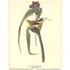 Image 2 : c1946 Audubon Print, #30 Pine Warbler