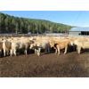 Image 2 : Rey Creek Ranch - 500# Steer Calves - 100 Head (Mamit Lake, BC)