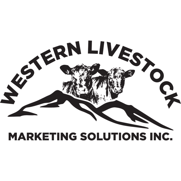 Stump Lake Ranch - 475# Steer Calves - 90 Head (Stump Lake, BC)