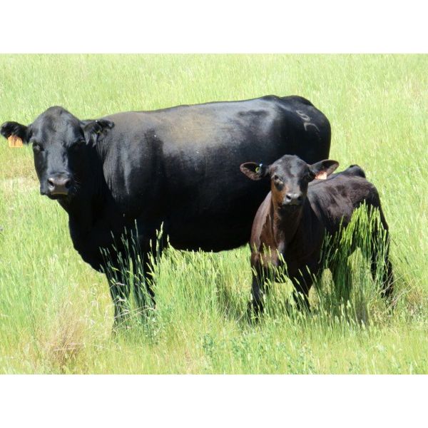 Marshall Murch - 590# Steer Calves - 100 Head (Lancer, SK)