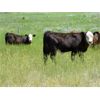 Image 2 : Marshall Murch - 590# Steer Calves - 100 Head (Lancer, SK)