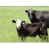 Image 4 : Marshall Murch - 590# Steer Calves - 100 Head (Lancer, SK)