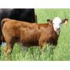 Image 5 : Marshall Murch - 590# Steer Calves - 100 Head (Lancer, SK)