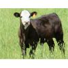 Image 6 : Marshall Murch - 590# Steer Calves - 100 Head (Lancer, SK)