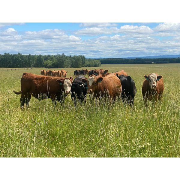 Allan Fluet - 975# Steers - 120 Head (High Prairie, AB)