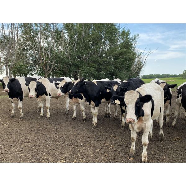 Henri Van Dewassenberg - 720# Steers - 108 Head (Olds, AB)