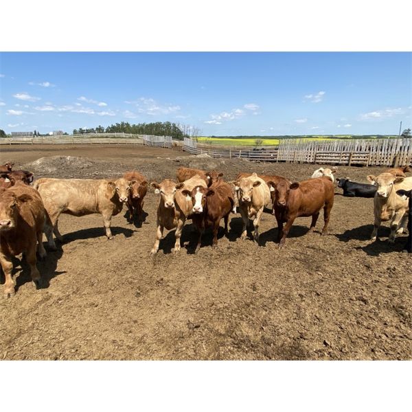 Roseberry Farms (Mark Younker) - 1100# Heifers - 60 Head (Irma, AB)