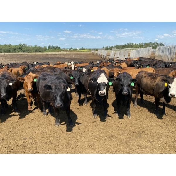 Roseberry Farms (Mark Younker) - 970# Heifers - 250 Head (Irma, AB)