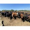 Image 6 : Roseberry Farms (Mark Younker) - 970# Heifers - 250 Head (Irma, AB)