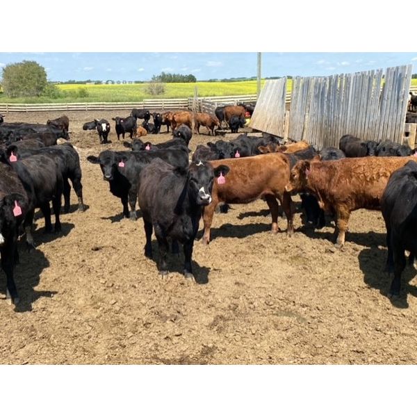 Roseberry Farms (Mark Younker) - 900# Heifers - 400 Head (Irma, AB)