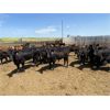 Image 3 : Roseberry Farms (Mark Younker) - 900# Heifers - 400 Head (Irma, AB)