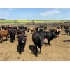 Image 6 : Roseberry Farms (Mark Younker) - 900# Heifers - 400 Head (Irma, AB)