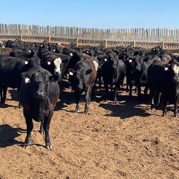 Rattlesnake Feeders - 860# Heifers - 180 Head (Medicine Hat, AB)