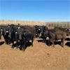 Image 2 : Rattlesnake Feeders - 860# Heifers - 180 Head (Medicine Hat, AB)