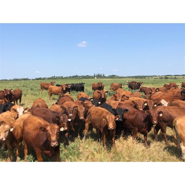 Hines Ranching Co. - 825# Heifers - 150 Head (Marwayne, AB)
