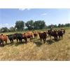 Image 3 : Hines Ranching Co. - 825# Heifers - 150 Head (Marwayne, AB)