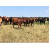 Image 4 : Hines Ranching Co. - 825# Heifers - 150 Head (Marwayne, AB)