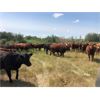 Image 5 : Hines Ranching Co. - 825# Heifers - 150 Head (Marwayne, AB)