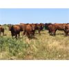 Image 6 : Hines Ranching Co. - 825# Heifers - 150 Head (Marwayne, AB)
