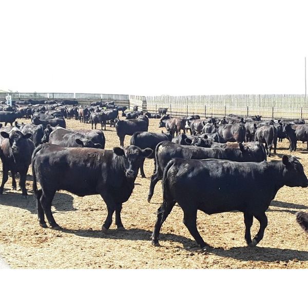 O.B. Holdings - 960# Heifers - 320 Head (Marwayne, AB)