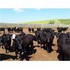 Image 2 : O.B. Holdings - 960# Heifers - 320 Head (Marwayne, AB)